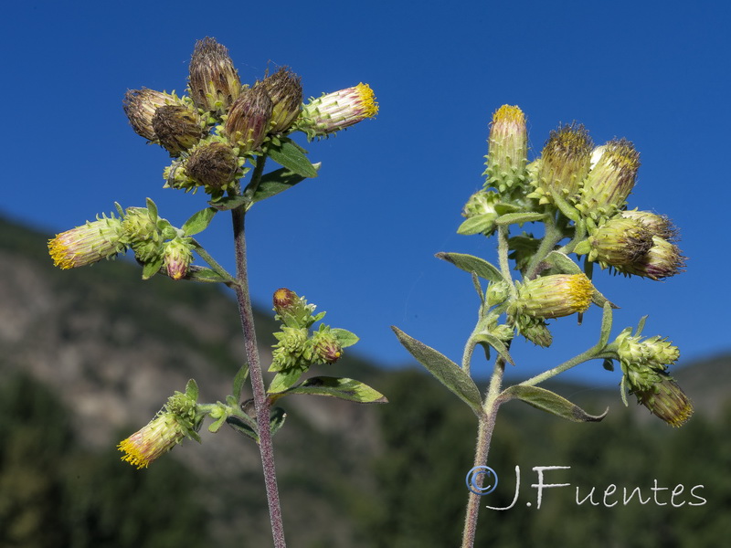 Inula conyza.09