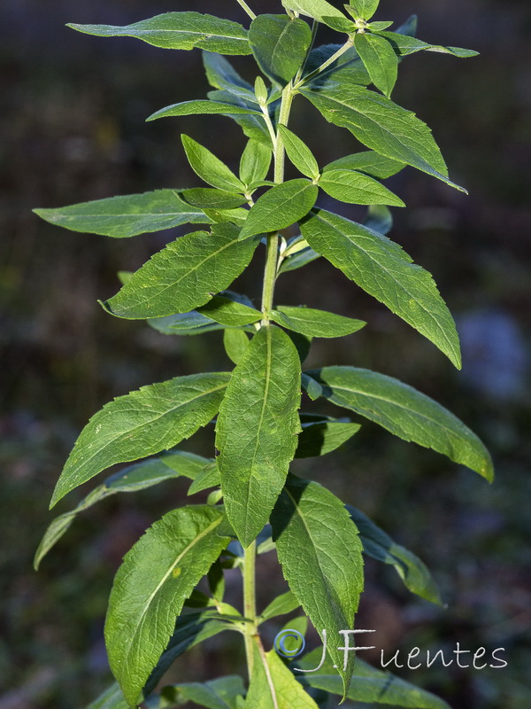 Inula helvetica.02