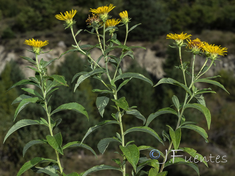 Inula helvetica.03