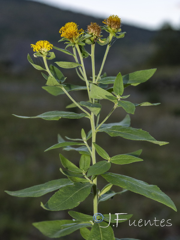 Inula helvetica.04