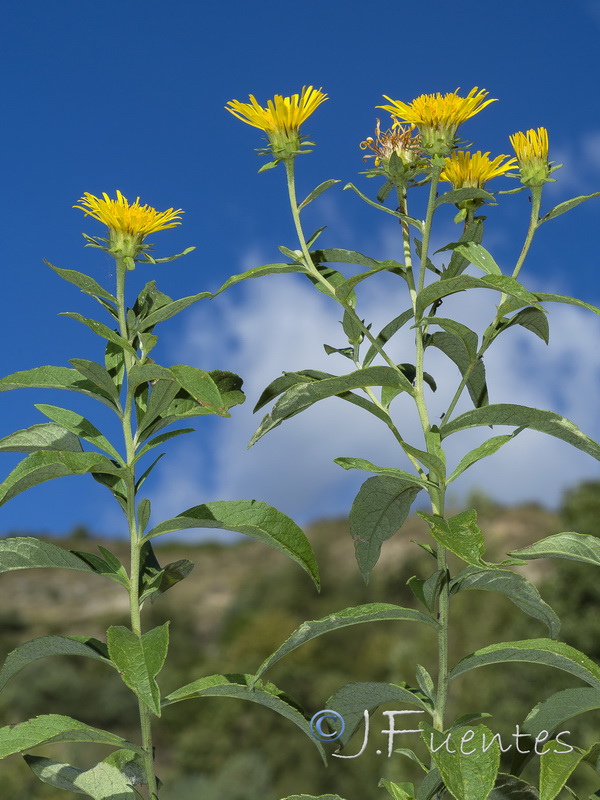 Inula helvetica.05