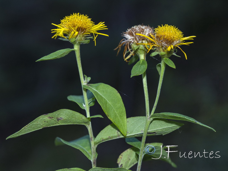 Inula helvetica.06