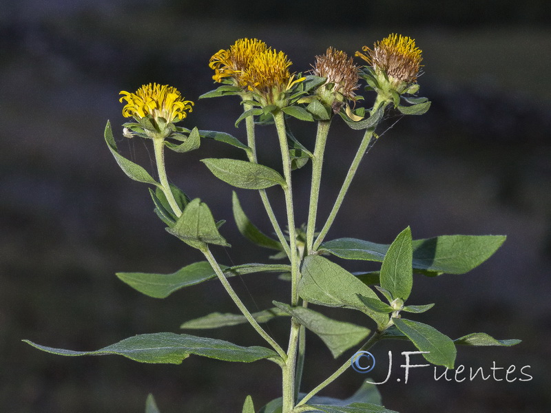 Inula helvetica.07
