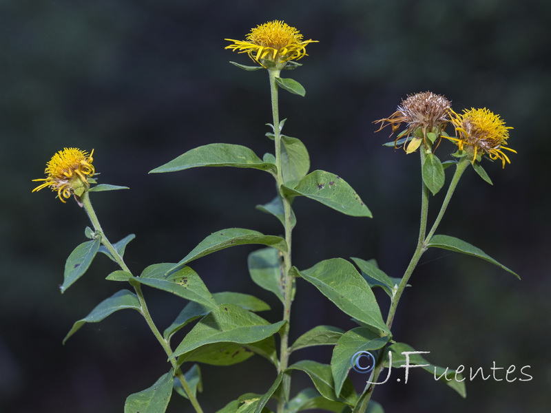 Inula helvetica.08