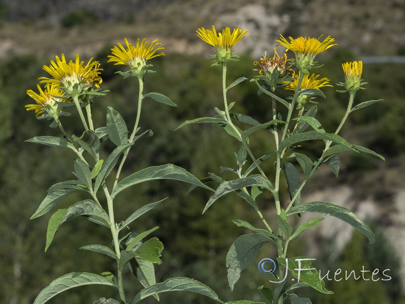 Inula helvetica.09