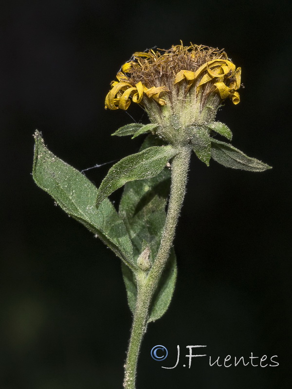 Inula helvetica.10