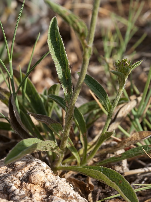 Inula montana.07