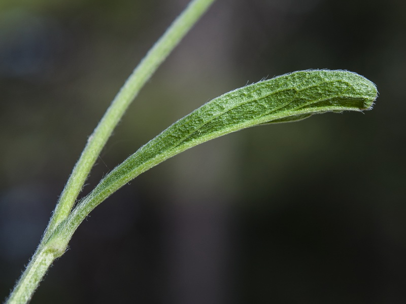 Inula montana.09