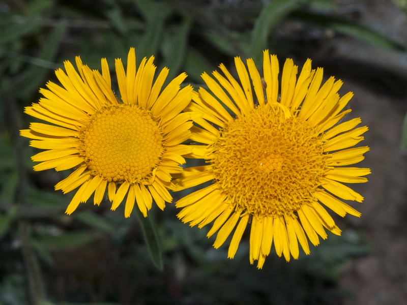 Inula montana.12