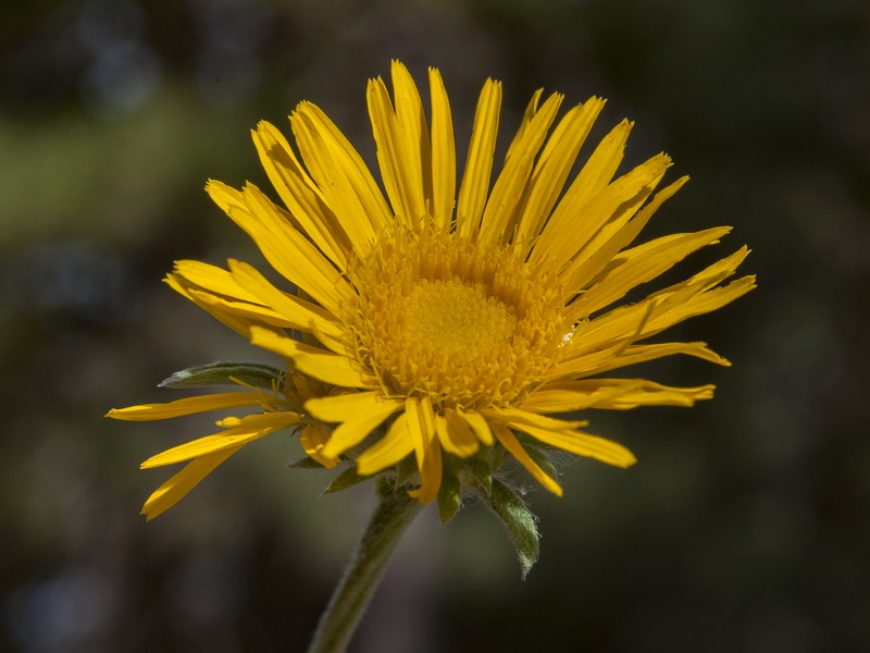 Inula montana.22