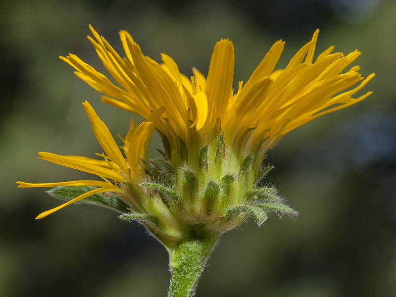 Inula montana.24