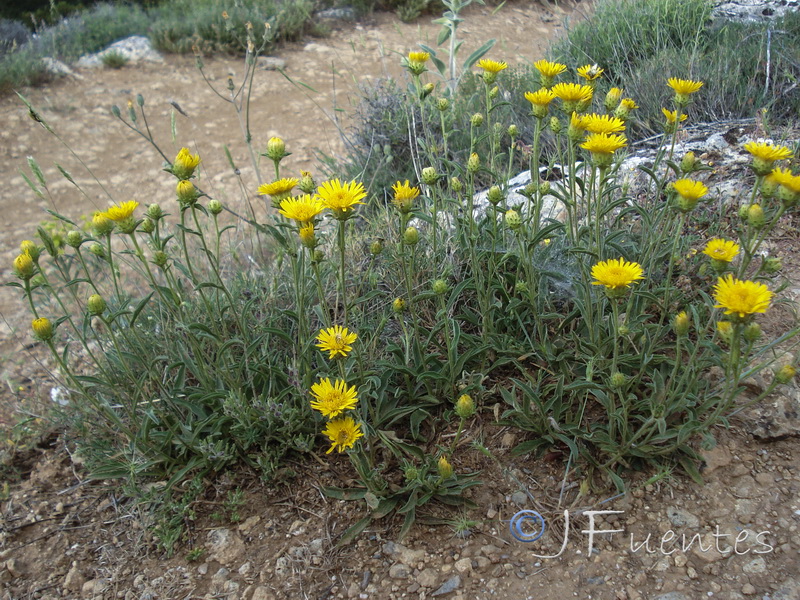 Inula montana.30