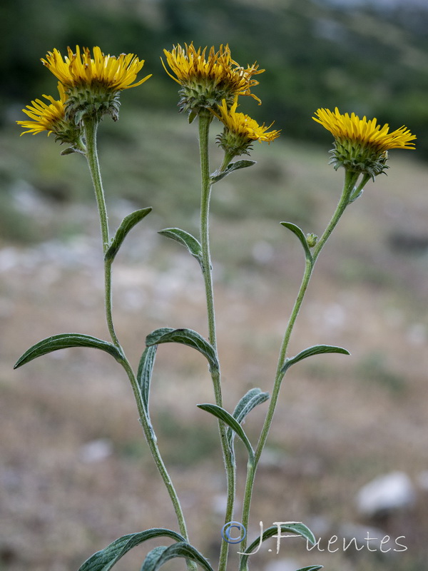 Inula montana.31