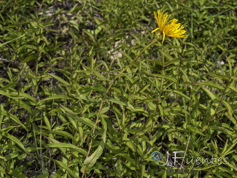 Inula salicina.02