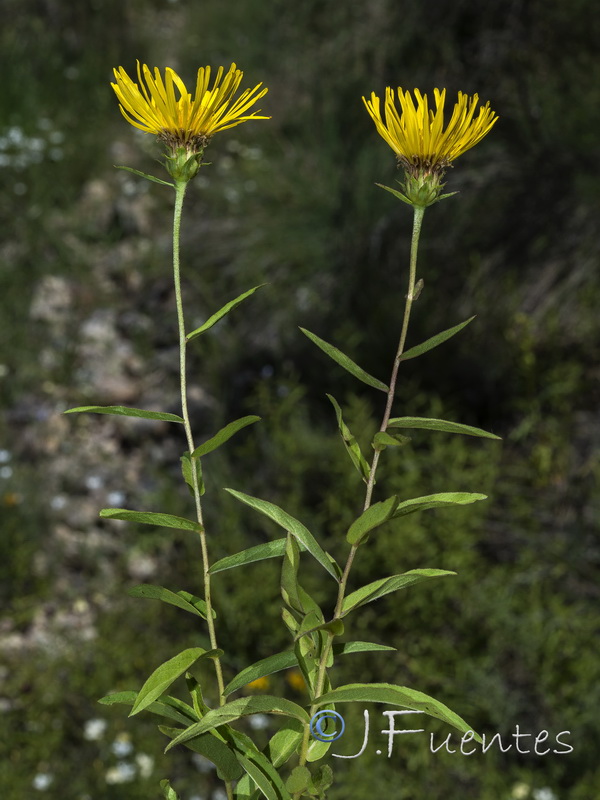 Inula salicina.03