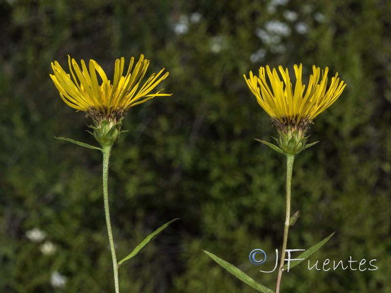 Inula salicina.05