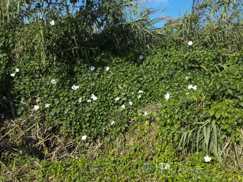 Ipomoea alba.01