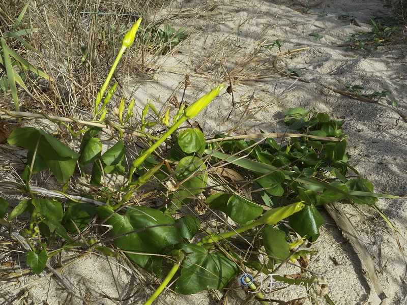 Ipomoea alba.02