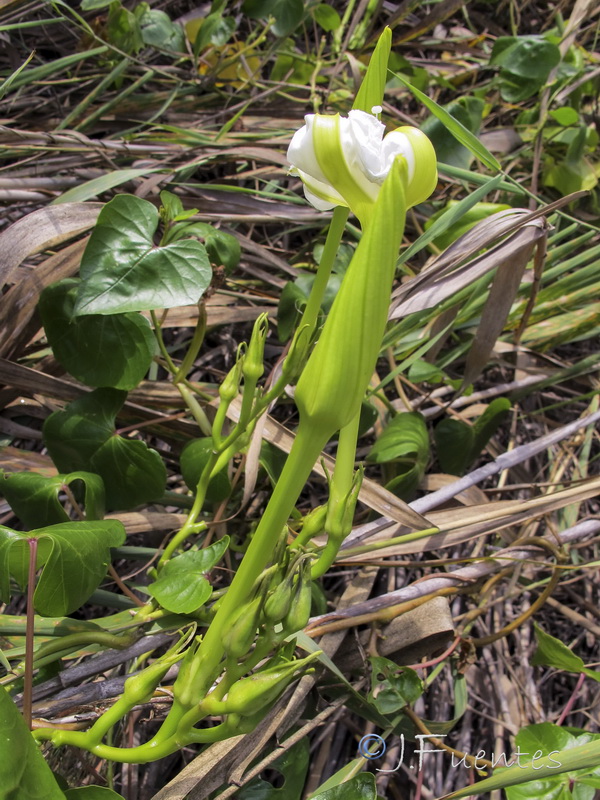 Ipomoea alba.03