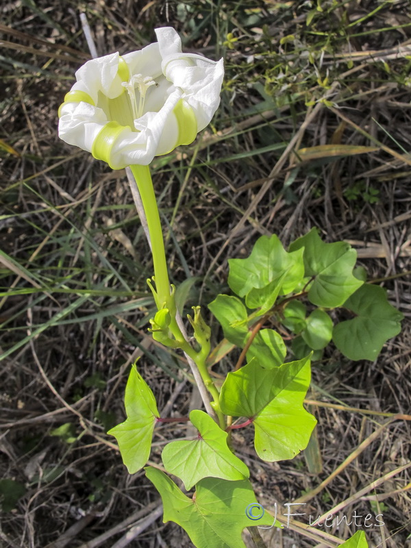 Ipomoea alba.04