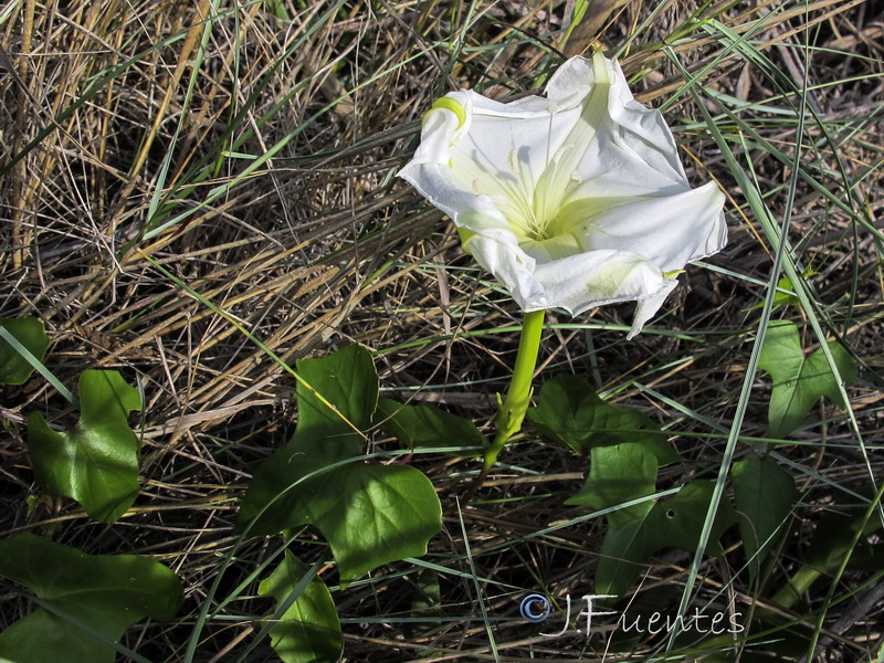 Ipomoea alba.06