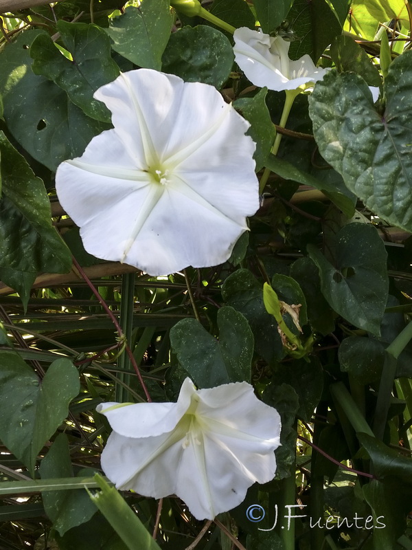 Ipomoea alba.07