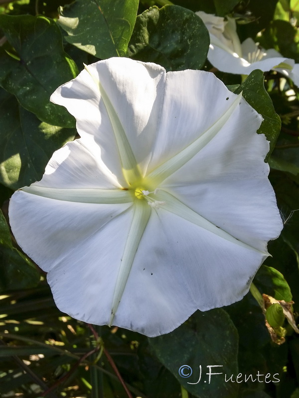 Ipomoea alba.08