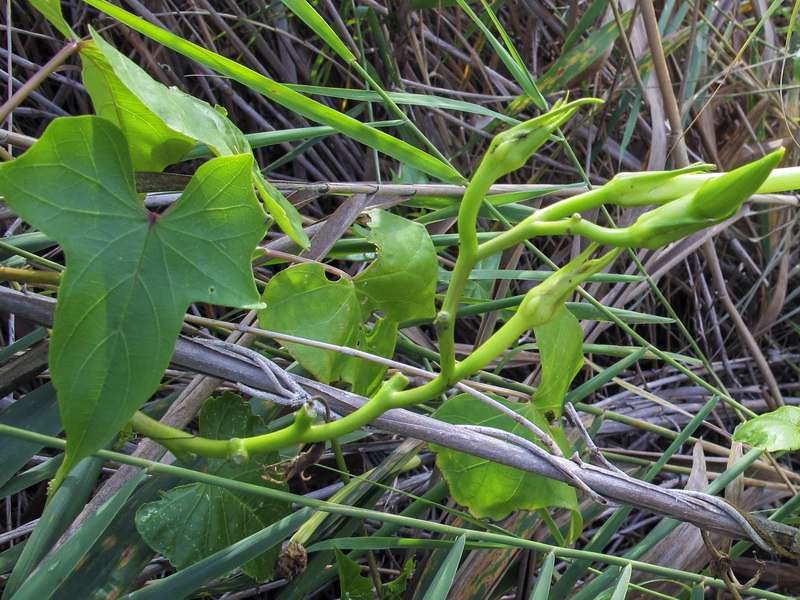 Ipomoea alba.13