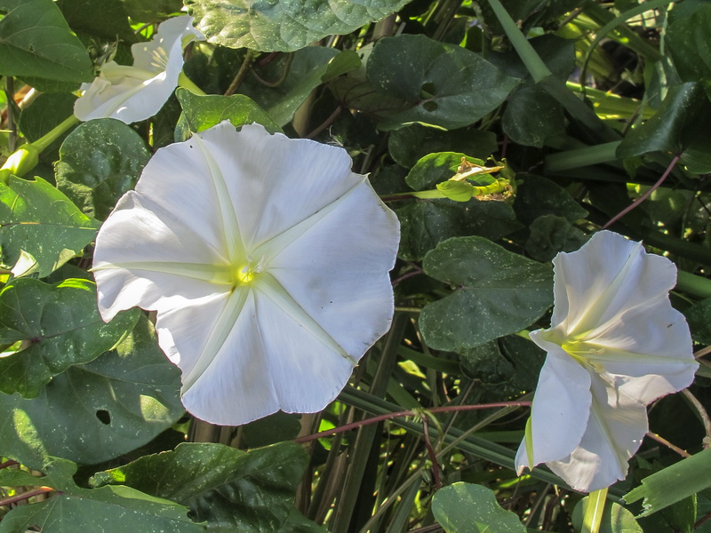 Ipomoea alba.14