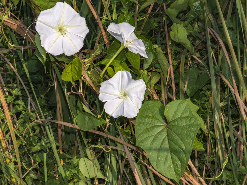 Ipomoea alba.15