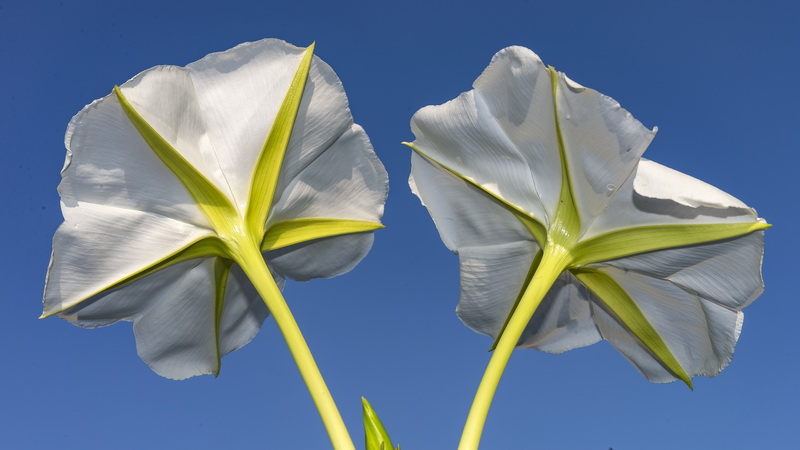 Ipomoea alba.17