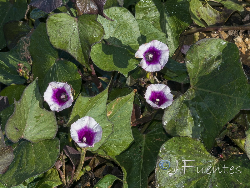 Ipomoea batatas.01