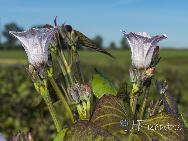 Ipomoea batatas.02