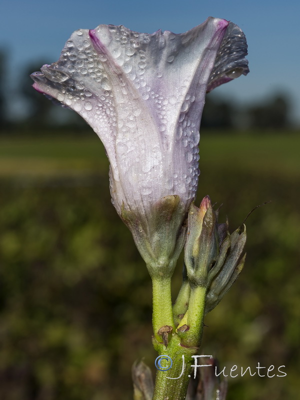Ipomoea batatas.03