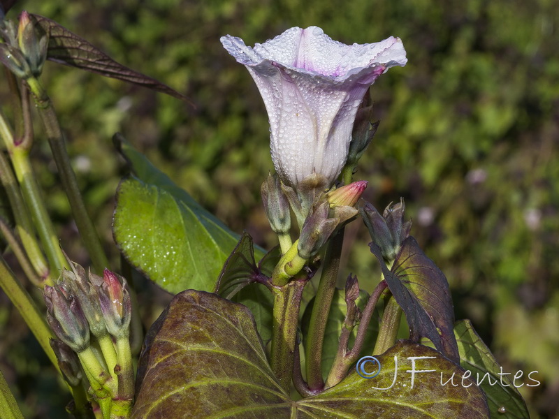 Ipomoea batatas.04