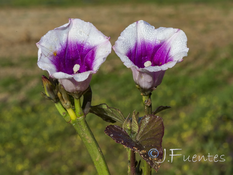 Ipomoea batatas.05