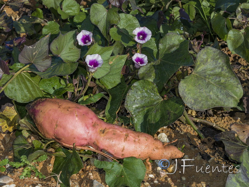 Ipomoea batatas.06