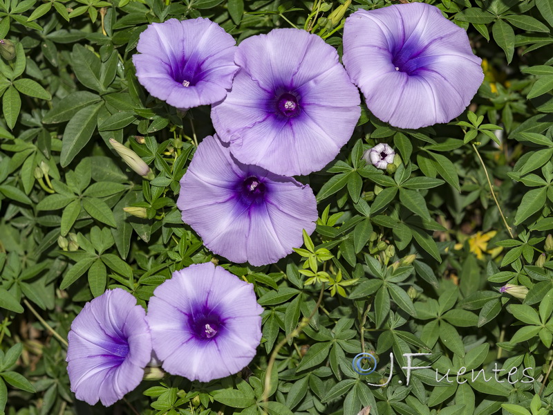 Ipomoea cairica.01