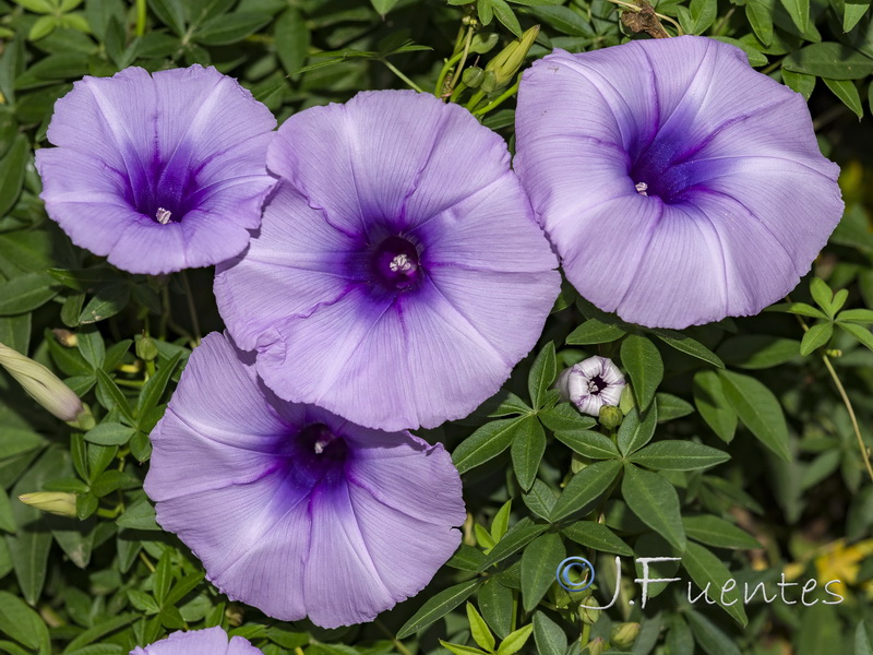 Ipomoea cairica.02