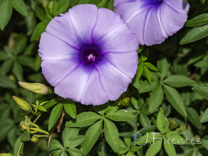 Ipomoea cairica.03