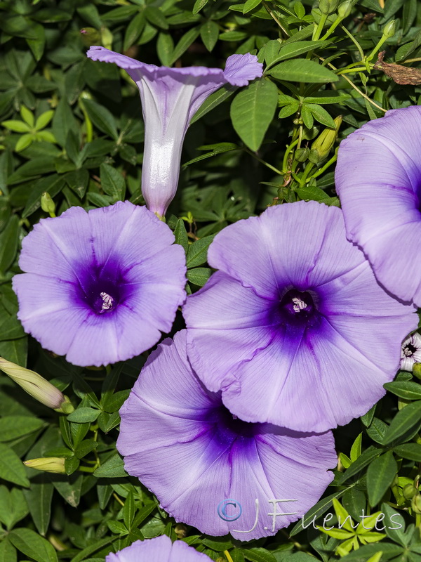 Ipomoea cairica.04
