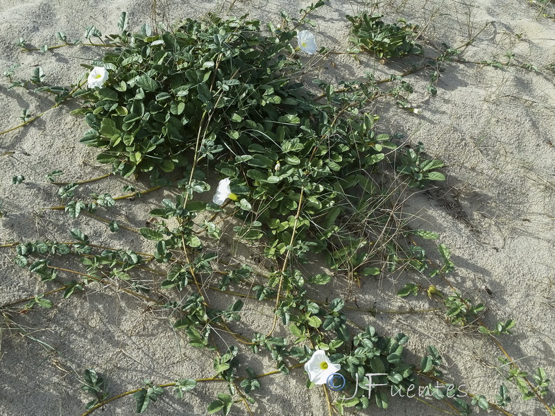 Ipomoea imperati.03