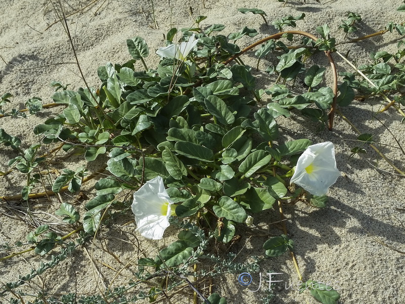 Ipomoea imperati.04