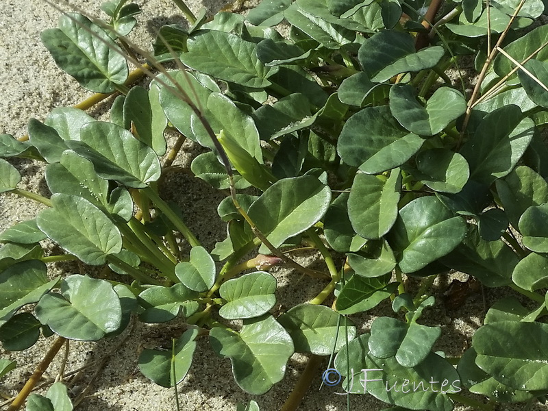 Ipomoea imperati.05