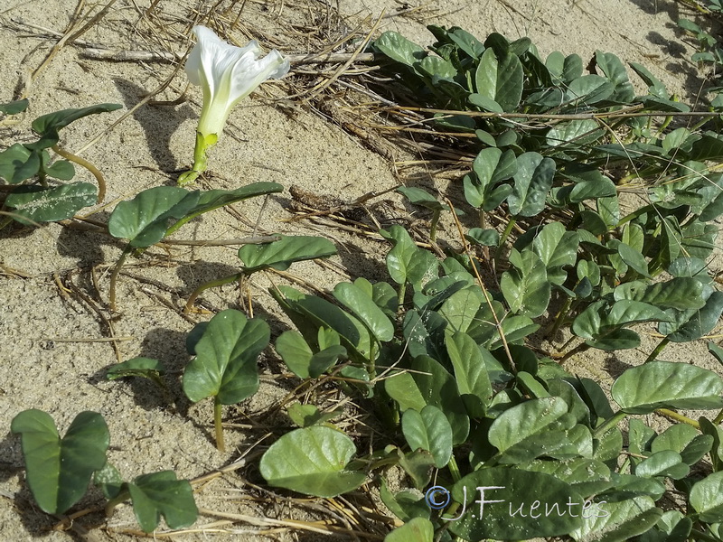 Ipomoea imperati.06