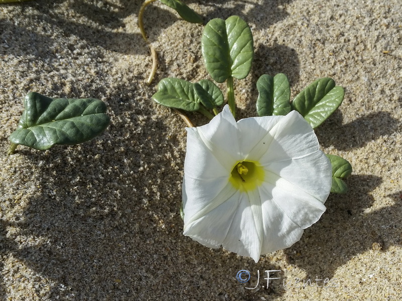 Ipomoea imperati.07