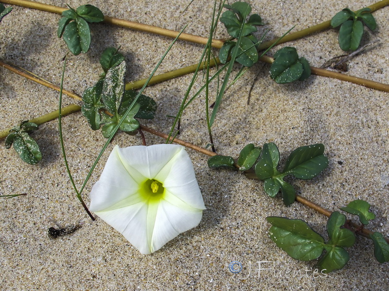 Ipomoea imperati.08