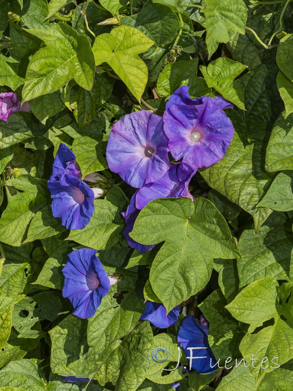 Ipomoea indica.01