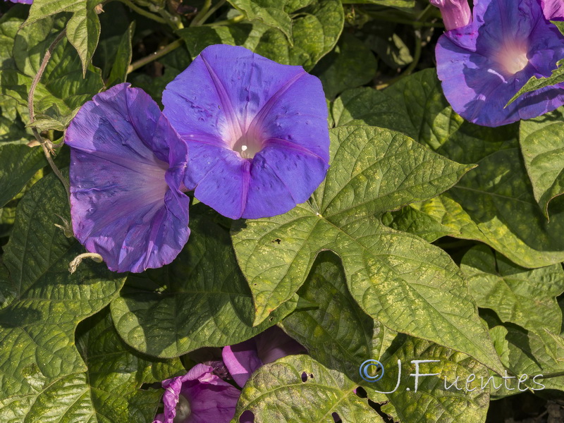 Ipomoea indica.03