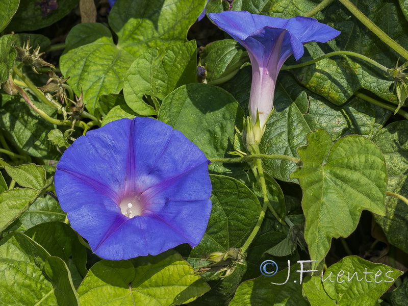 Ipomoea indica.04